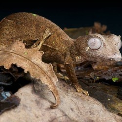 I blend in perfectly with leaves and branches. My tail looks like a part of a tree. Who am I? a) Chameleon b) Leaf-Tailed Gecko c) Green Anole
