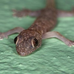 I blend in perfectly with leaves and branches. My tail looks like a part of a tree. Who am I? a) Zalamander b) Green Anole c) Whistle Gecko