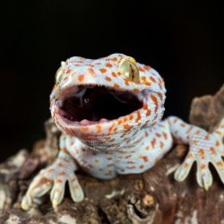 I blend in perfectly with leaves and branches. My tail looks like a part of a tree. Who am I? a) Treeviper b) Shadow Lizard c) Green Anole
