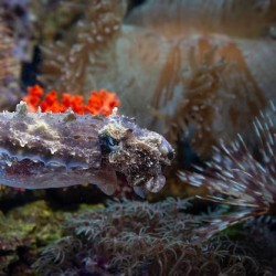 Tiny and difficult to spot, I camouflage with sea fans. Can you name me? a) Baby Shark b) Coral Sprite c) Tiny Seahorse