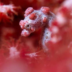 Tiny and difficult to spot, I camouflage with sea fans. Can you name me? a) Pygmy Seahorse b) Baby Shark c) Clownfish