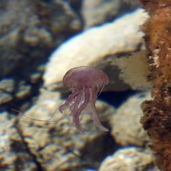 Tiny and difficult to spot, I camouflage with sea fans. Can you name me? a) Sea Twig b) Coral Sprite c) Baby Shark