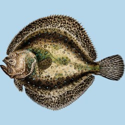 Often mistaken for a rock, I lurk in shallow waters. Who could I be? a) Starfish b) Pebblefish c) Coral