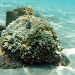 Often mistaken for a rock, I lurk in shallow waters. Who could I be? a) Starfish b) Stonefish c) Coral