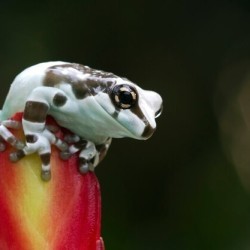 With transparent skin, you can see my organs. What's my name? a) Water Ghost b) Aqua Veil c) Jellyfish