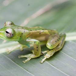 With transparent skin, you can see my organs. What's my name? a) Glass Frog b) Jellyfish c) Axolotl