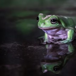 With transparent skin, you can see my organs. What's my name? a) Glass Nymph b) Aqua Phantom c) Bubble Frog