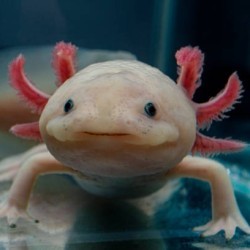 Known for my forever smile, I’m part fish, part salamander. Who am I? a) Mudskipper b) Axolotl c) Noodle Dragon