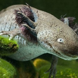 Known for my forever smile, I’m part fish, part salamander. Who am I? a) Giggly Newt b) Noodle Dragon c) Smilingfish