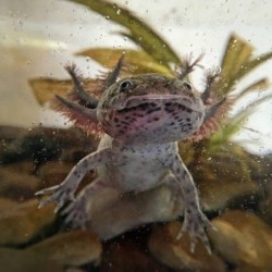 Known for my forever smile, I’m part fish, part salamander. Who am I? a) Grin Goblin b) Aqua Sprite c) Noodle Dragon