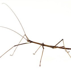 I look exactly like a stick. Can you identify me? a) Mantis b) Stick Insect c) Walking Leaf