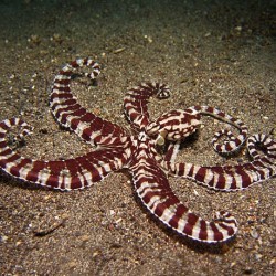 I can mimic other sea creatures. What’s my name? a) Mimic Octopus b) Cuttlefish c) Jellyfish