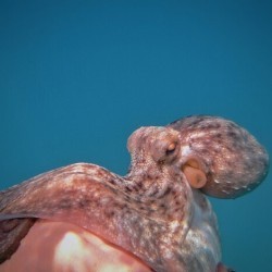 I can mimic other sea creatures. What’s my name? a) Ocean Mimic b) Cuttle Wisp c) Jellyfish