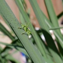 I literally look like a leaf. Who am I? a) Leafy Ghost b) Grassling c) Katydid
