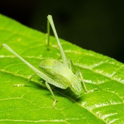 I literally look like a leaf. Who am I? a) Leafy Hopper b) Grassling c) Leaf Mimic