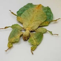I literally look like a leaf. Who am I? a) Leaf Insect b) Katydid c) Grasshopper