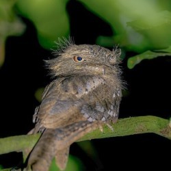 Camouflaging with tree branches, I’m a master of disguise. What’s my name? a) Bark Beak b) Nightwing c) Timberwatcher