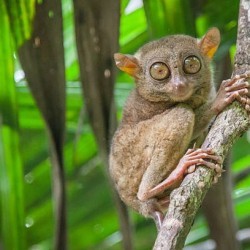 Small and elusive, often mistaken for a piece of wood. Who could I be? a) Sloth b) Tarsier c) Tree Frog
