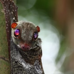 Small and elusive, often mistaken for a piece of wood. Who could I be? a) Timber Tot b) Woodling c) Tree Frog