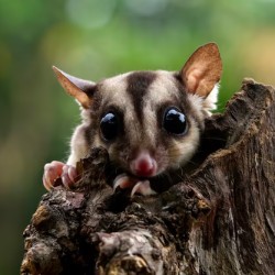 Small and elusive, often mistaken for a piece of wood. Who could I be? a) Log Jumper b) Tree Sprite c) Woodling