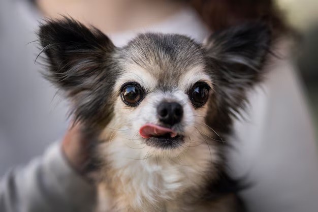 Chihuahua - These small dogs can live up to 18 years or more with proper care.