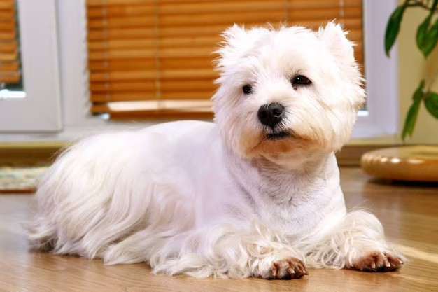 Maltese - These gentle dogs can live around 12-15 years or more.