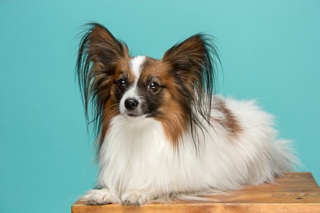 Papillon - Known for their butterfly-like ears, Papillons can live up to 14-16 years.