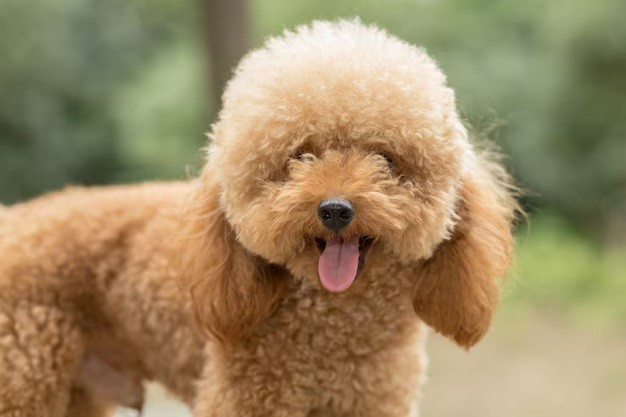 Bichon Frise - These cheerful dogs can live around 12-15 years.
