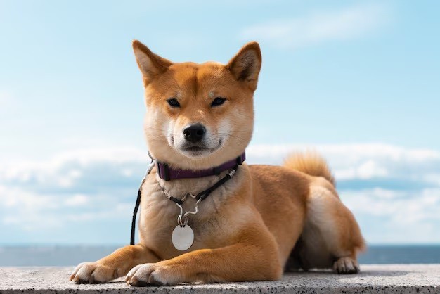 Shiba Inu - Shiba Inus are independent and can live up to 12-15 years.