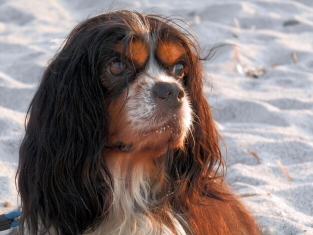 Cavalier King Charles Spaniel - These affectionate dogs can live around 10-15 years.