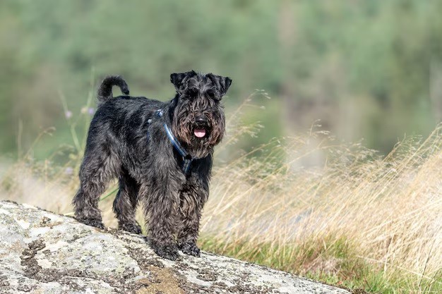 Miniature Schnauzer - With their distinctive beards, Miniature Schnauzers can live up to 12-15 years.