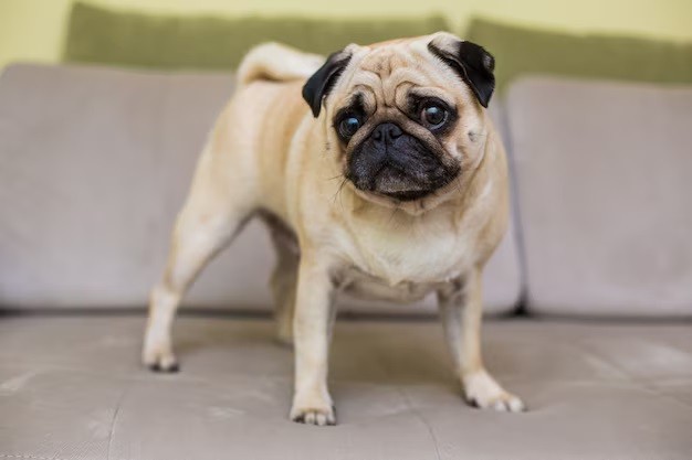 Pug - Pugs, known for their cute wrinkles, can live around 12-15 years.