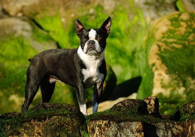 Boston Terrier - These friendly dogs can live up to 11-15 years.