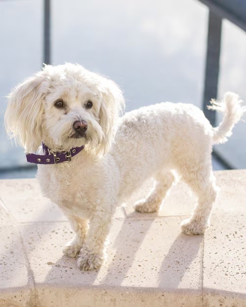 Havanese - Havanese are playful and can live around 12-16 years.