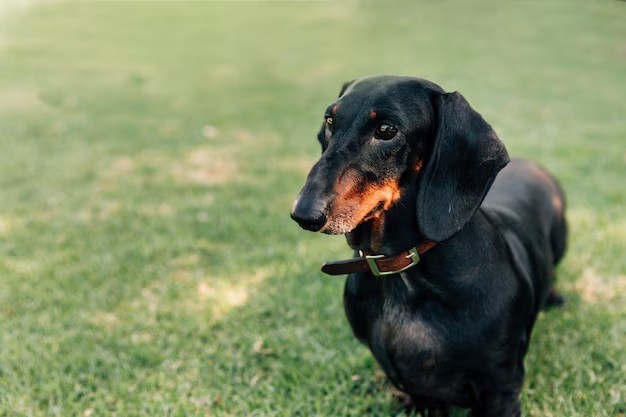 Dachshund - Known for their long bodies, Dachshunds can live between 12-16 years.