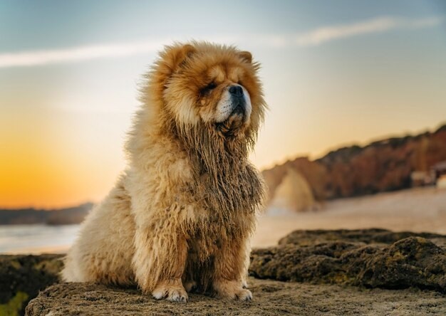 Chow Chow - With their lion-like mane, Chow Chows can live around 12-15 years.
