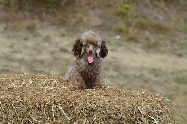 Toy Poodle - Toy Poodles are intelligent and can live up to 15-18 years.