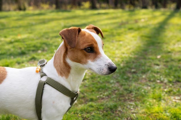 Jack Russell Terrier - Energetic and lively, Jack Russells can live around 13-16 years.