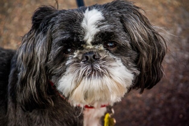 Shih Tzu - These affectionate dogs can enjoy a lifespan of 10-18 years.