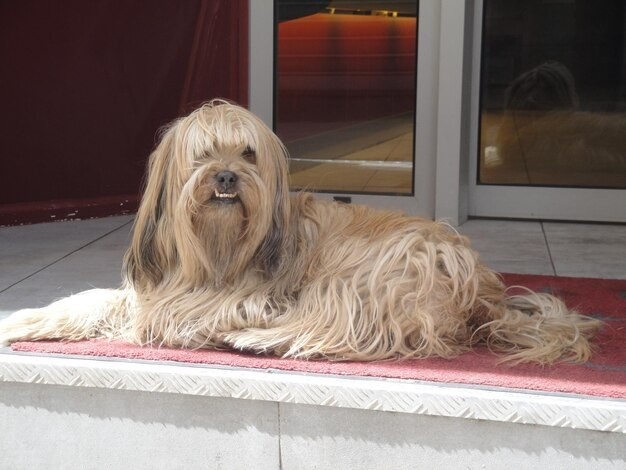 Lhasa Apso - With proper care, Lhasa Apsos can live 12-15 years or longer.