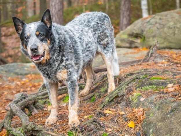 Australian Cattle Dog - Known for their durability, these dogs can live up to 12-16 years.