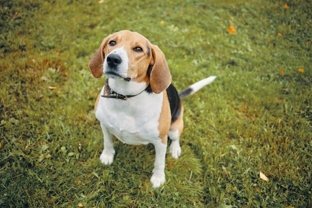 Beagle - Beagles are friendly and can live around 12-15 years.