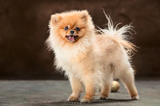 Pomeranian - These fluffy companions can live between 12-16 years.