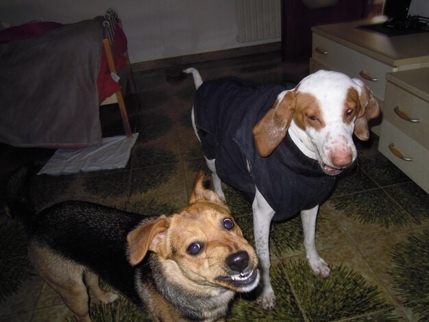 Why does your dog bark at night? 🐶