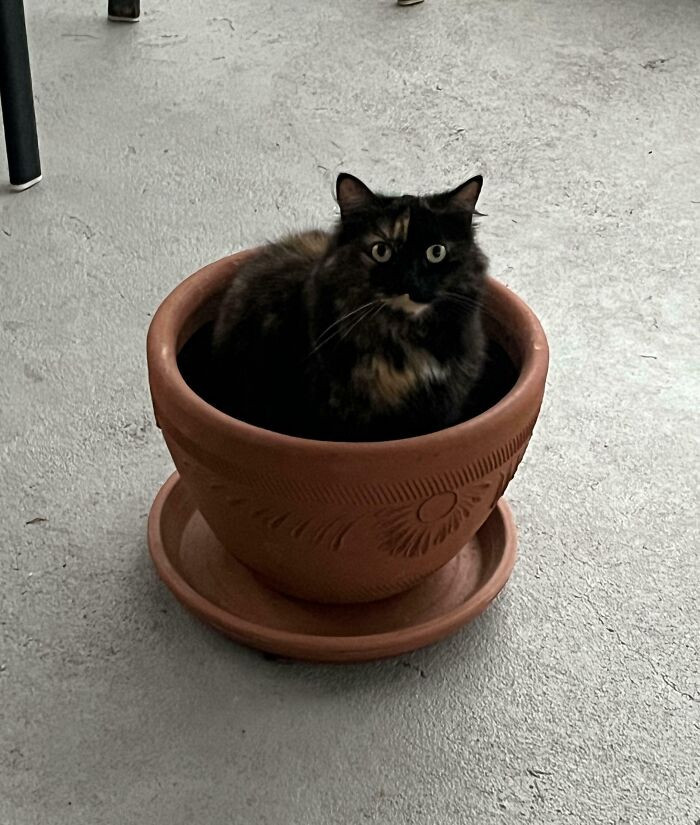 I’m a plant now