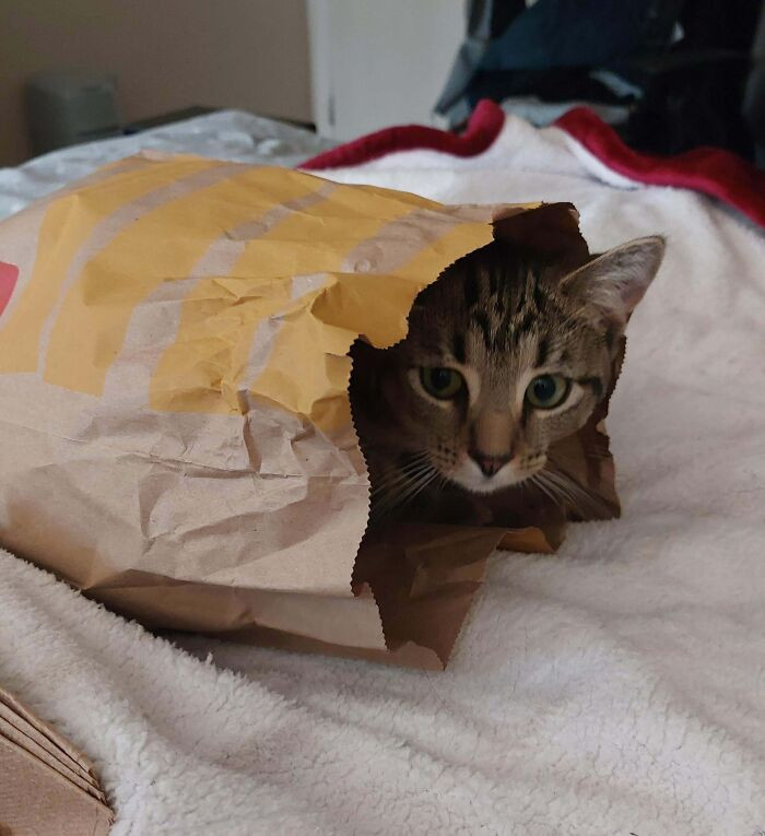 I asked for more sauce, not a surprise