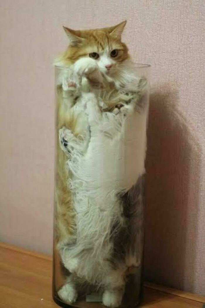 Cats: the ultimate liquid