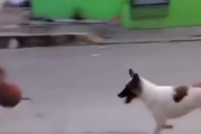 Playful Pup: Watch an Adorable Dog's Ball Fetching Adventure!