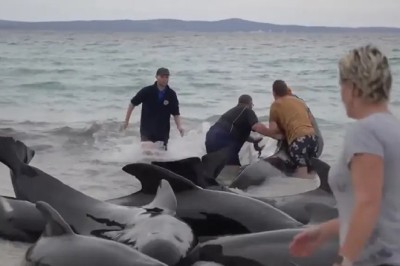 Mass Stranding Over 50 Whales Found Dead on Australian Beach