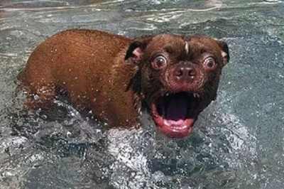 Dogs Bringing Laughter and Joy to the World